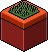 Classic BB plant