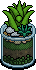Green Aloe Plant