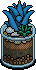 Blue Aloe Plant