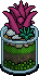 Pink Aloe Plant