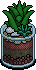 Emerald Aloe Plant