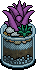 Purple Aloe Plant