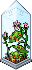 Tree Frog