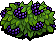 Blackberry Bush