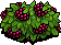 Raspberry Bush