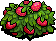 Strawberry Bush