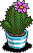 Fuschia Crown Cactus