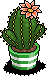 Scarlet Crown Cactus