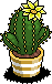 Lemon Crown Cactus
