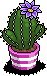 Indigo Crown Cactus