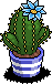 Aquamarine Crown Cactus
