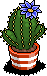 Azure Crown Cactus