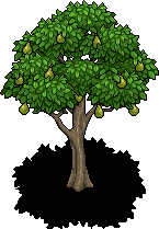 Pear Tree
