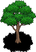 Oak Tree