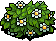 Flowering Bush