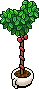 Tea Plant