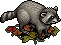 Raccoon