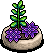 Purple Succulent Plant