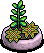 Limey Succulent Plant