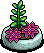 Pink Succulent Plant