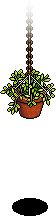 Hanging Plant