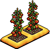 Indoor Tomato Plant