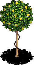 Lemon Tree