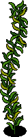 Coral Kingdom Kelp