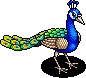 Peacock