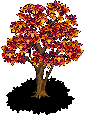 Ancient Maple Tree
