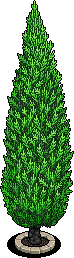 Cypress Tree