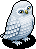 Snowy Owl