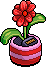 Scarlet Daisy