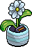 Sky White Daisy