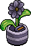 Charcoal Daisy