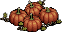 Pumpkin Patch