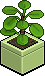 Lime Money Plant
