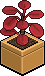 Scarlet Money Plant