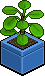 Magic Money Plant