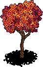 Autumnal Ash Tree
