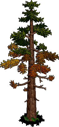 Autumnal Cedar Tree