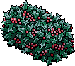 Frosted Holly Bush