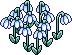 Frosted Snowdrops
