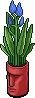 Azure Easter Island Plant
