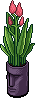 Pink Easter Island Plant