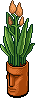 Orange Easter Island Plant
