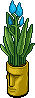 Blue Easter Island Plant