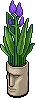 Purple Easter Island Plant