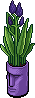 Violet Easter Island Plant