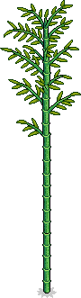 Giant Bamboo